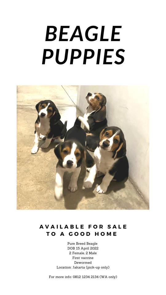 hogiwirjono's tweet photo. Anyone in Jakarta want puppies https://t.co/QKws4Mkpx2
