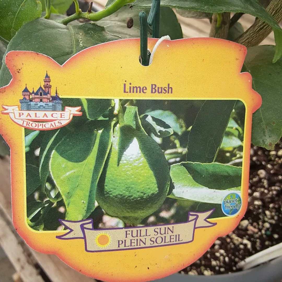 ArthurGreenhous's tweet photo. Lemon and lime trees on sale. A lovely Father's day gift.
🍋🍈🎁🍈🍋
#FathersDay
#arthurgreenhouses https://t.co/OreueW2hVo