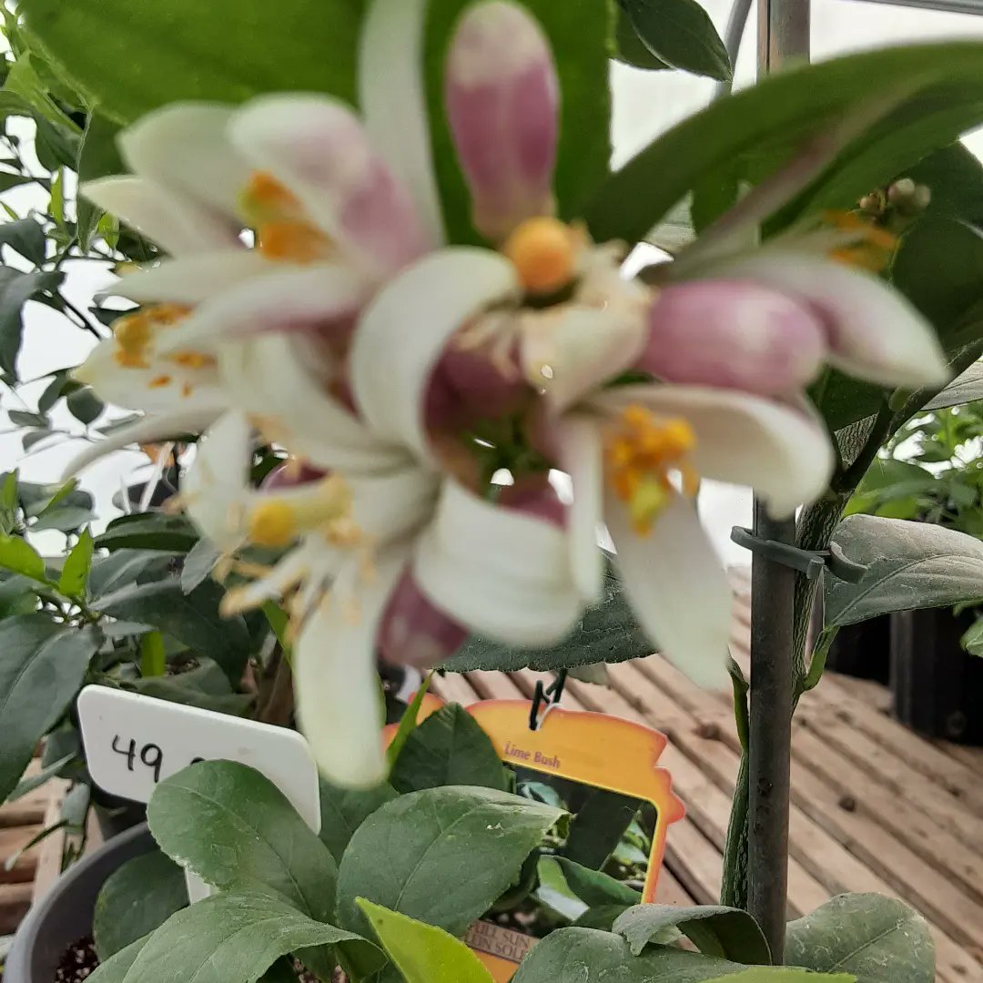 ArthurGreenhous's tweet photo. Lemon and lime trees on sale. A lovely Father's day gift.
🍋🍈🎁🍈🍋
#FathersDay
#arthurgreenhouses https://t.co/OreueW2hVo