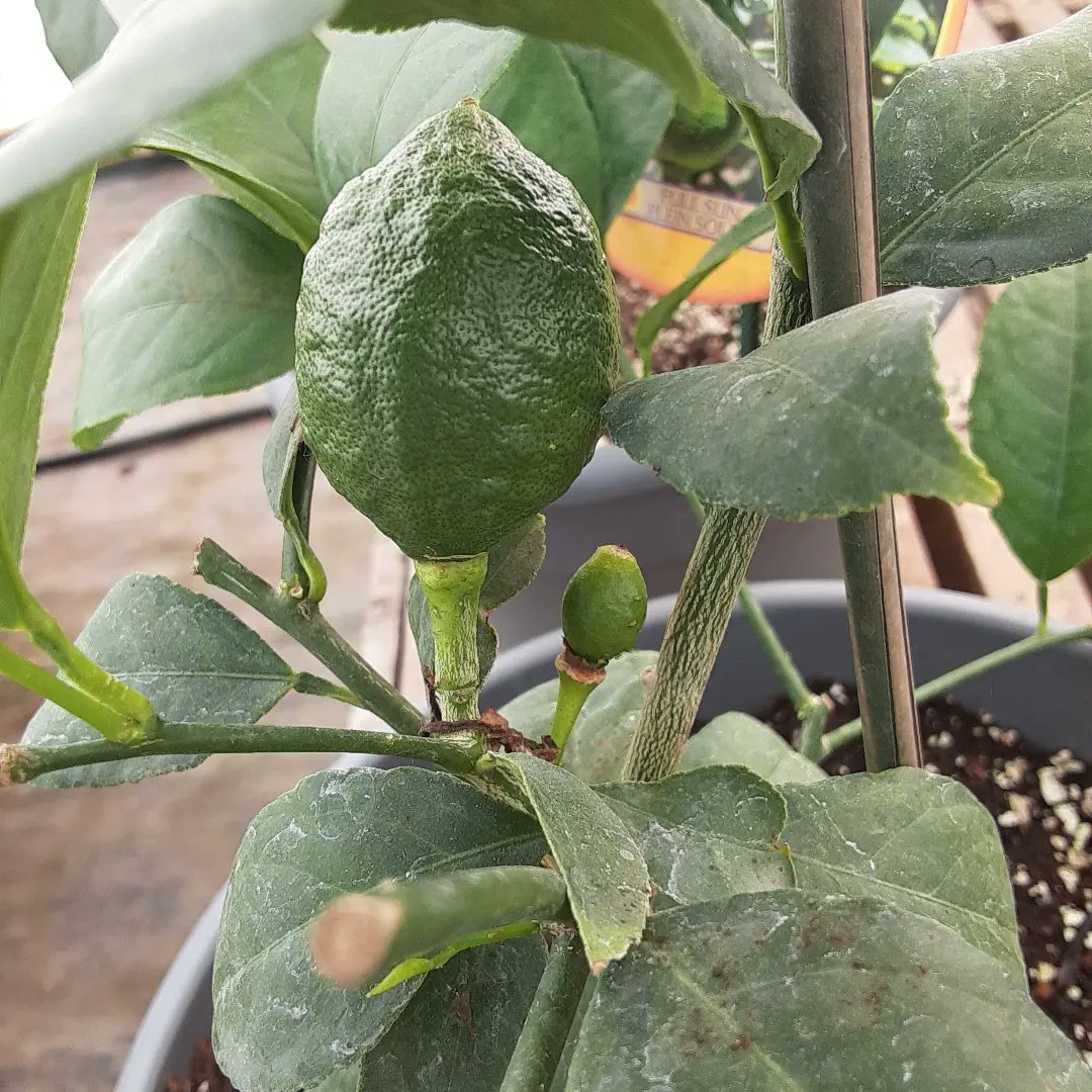Lemon and lime trees on sale. A lovely Father's day gift.
🍋🍈🎁🍈🍋
#FathersDay
#arthurgreenhouses