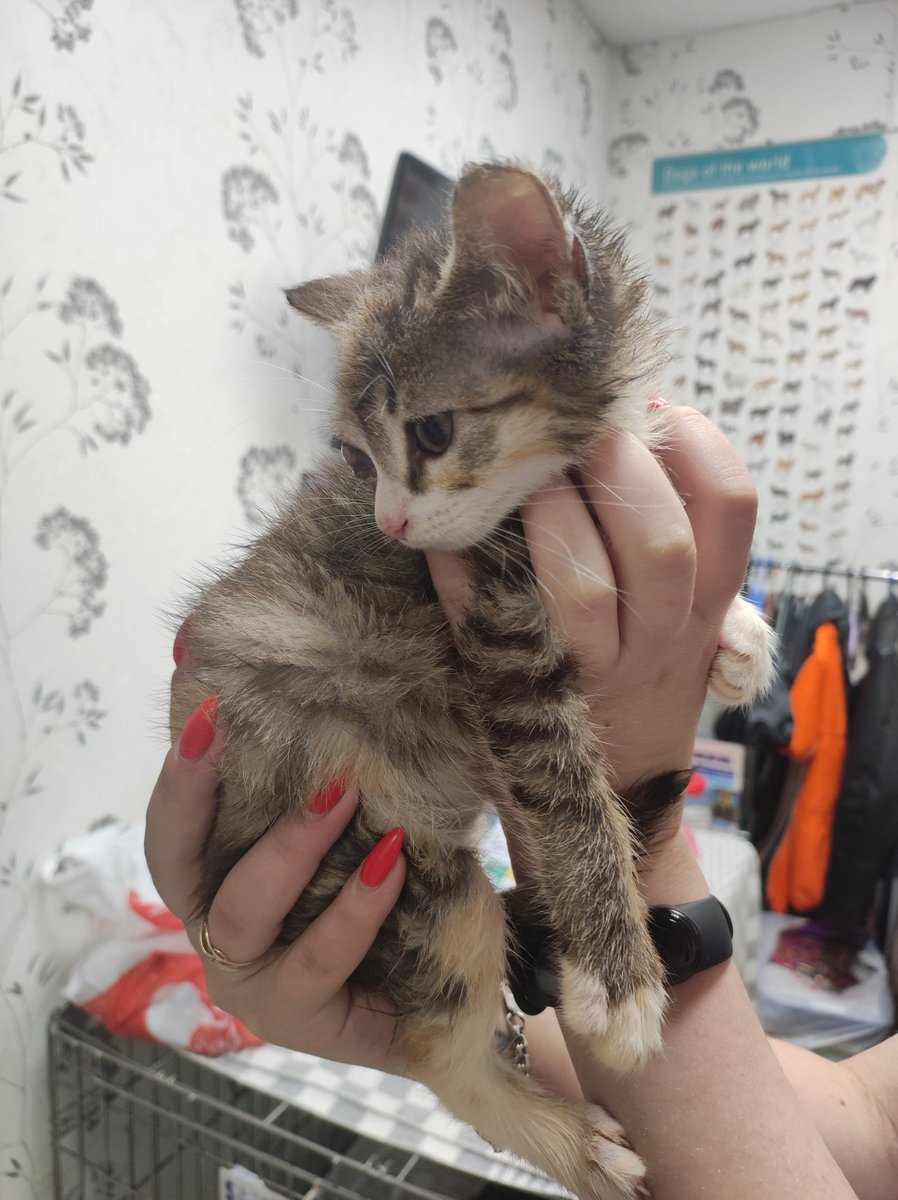 Ребят, это Гаечка. Ей нужна операция по удалению правого глаза, тк из-за инфекции он ничего не видит плюс Гаюша его постоянно травмирует, когда умывается. Но пока она маленькая для наркоза, и операция откладывается. За это время нужно хотя бы частично погасить долг перед клиникой