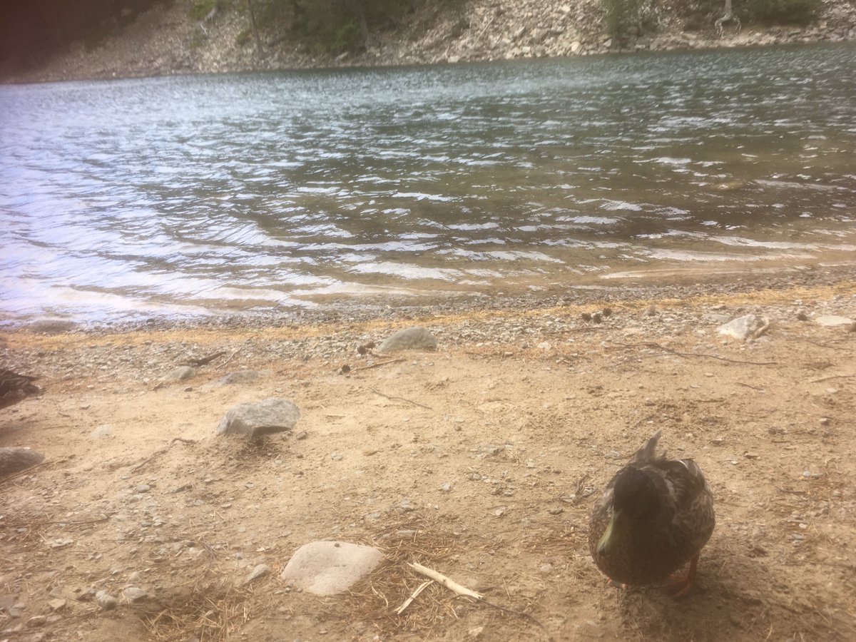 A friendly face greeted me for my morning swim #greenloch