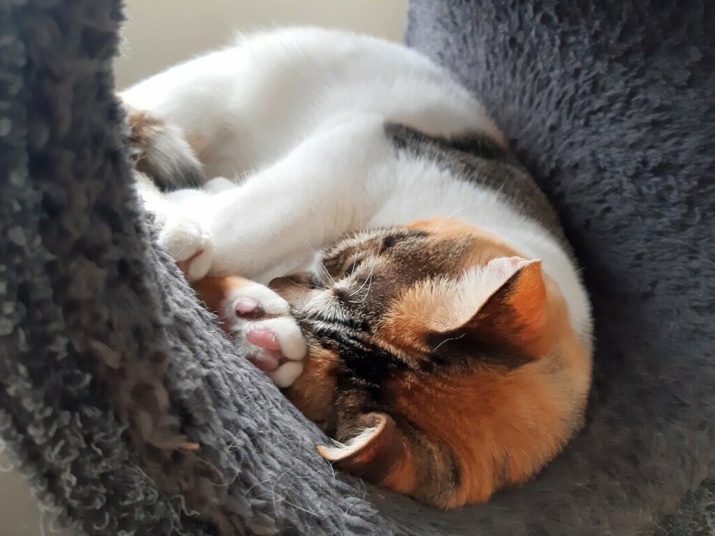 kitcatpuzzle's tweet photo. Nap time in the cat tree 😸💤
#catnap #sleepingcats #catlife #caturday #cattrees https://t.co/ip9R85avK5 https://t.co/FFR82o7VBt
