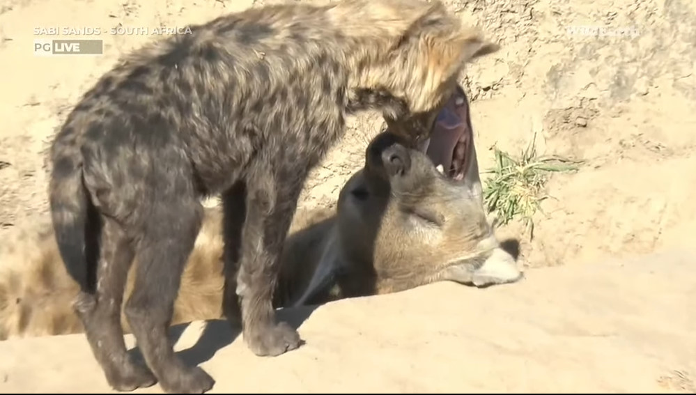 twigeza's tweet photo. Let me check your teeth
 #wildearth https://t.co/xGT3tHeC4d
