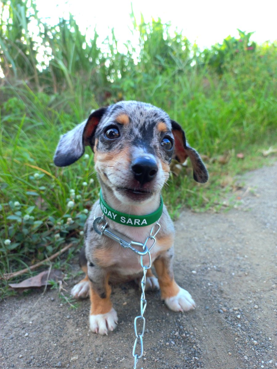 LittleMary92's tweet photo. Meet Sara 🐶💚❤️ 

#sara#minipincher#daschund#askal#mixedbreed#indaysara#dog https://t.co/pQOo9SWn4x