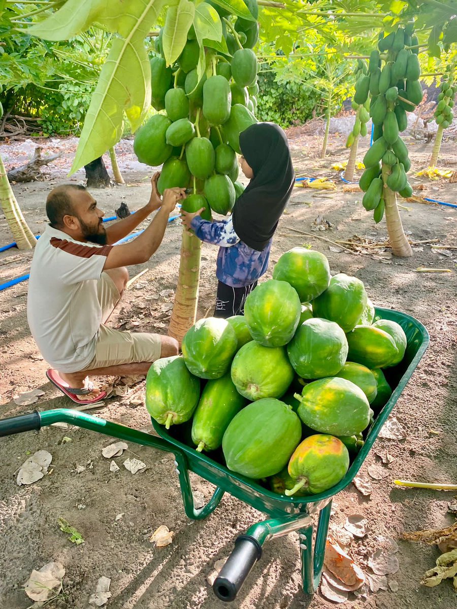HaroonRshdh's tweet photo. Papaya farm L. Isdhoo https://t.co/K5rvrgOklQ
