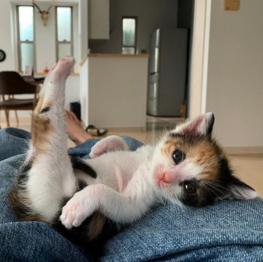 şunun oturusuna bakın