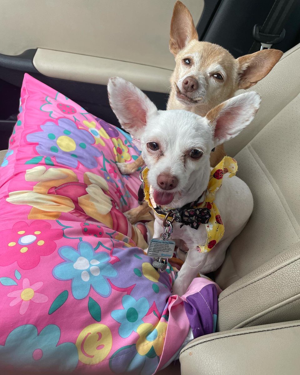 13Butterfly77's tweet photo. @CorgiDuke1 You got two boops!! ๐
๐
Happy birthday from my Lola and Lacey ๐พ๐๐๐พ #pawpack https://t.co/gsoL4cFT5Z