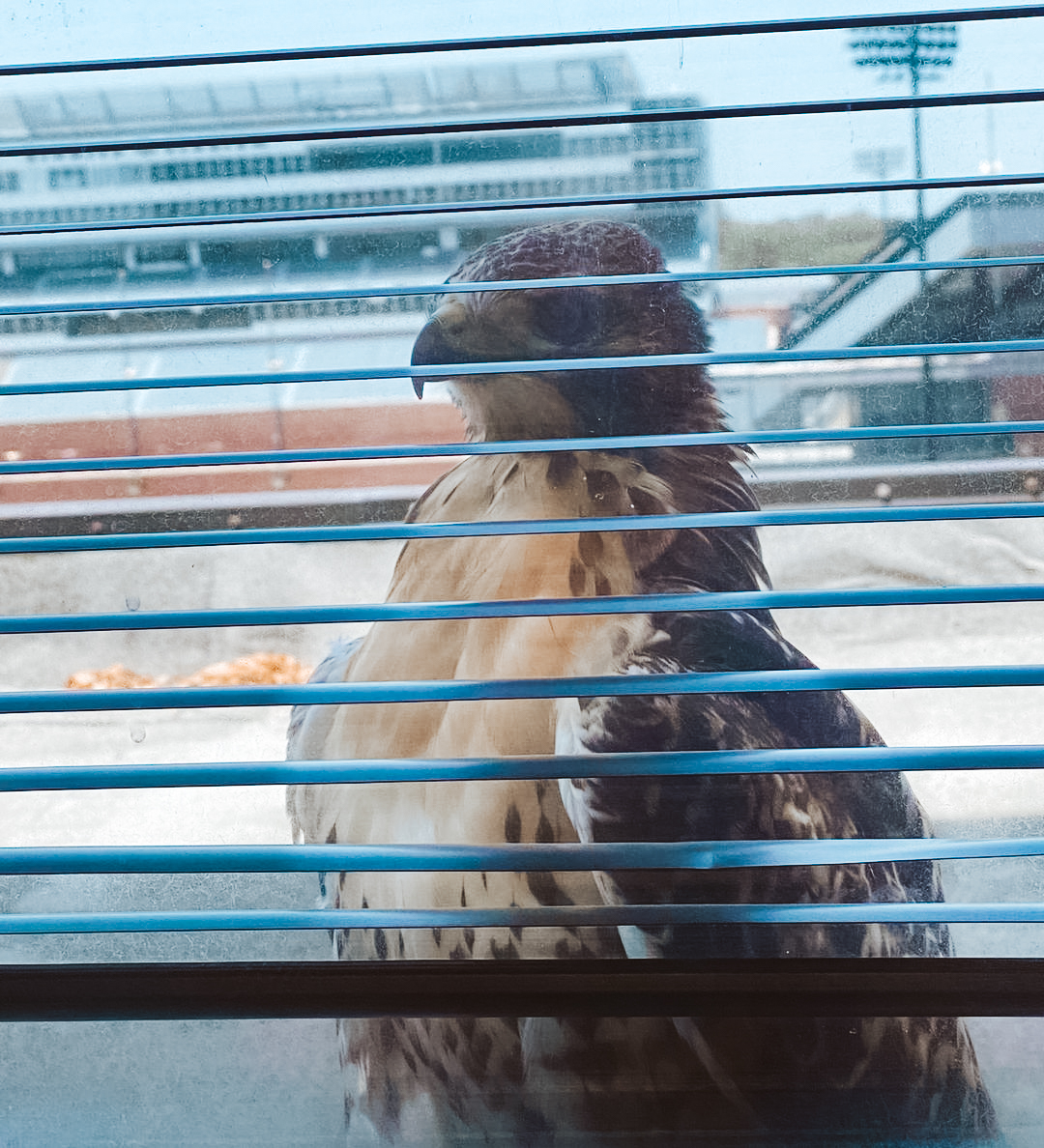 uiowa's tweet image. 👀 Actual footage outside of Kinnick Stadium.