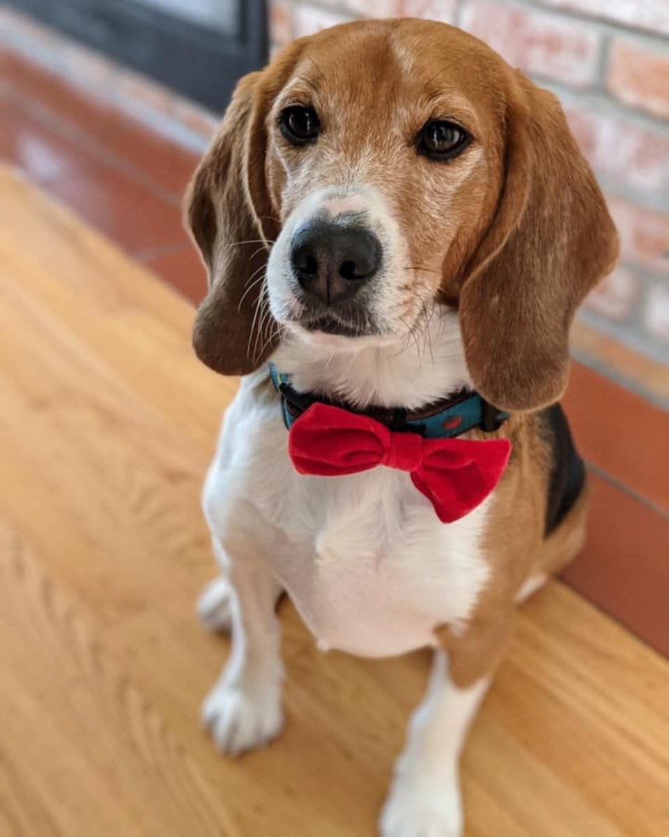beaglefreedom's tweet photo. Have a wonderful Saturday! We hope you have some fun plans in store for Dad tomorrow! https://t.co/Mk0510Bq3o