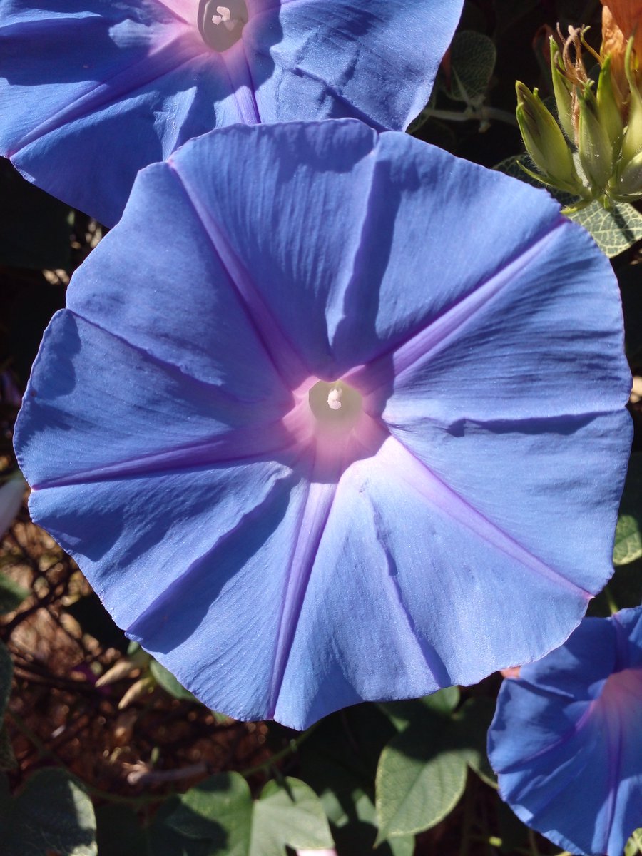 Keith60466102's tweet photo. I fiori sono belli..i fiori calmano...i fiori rilassano....guardate i fiori.#jerù https://t.co/gx3ntpQLOU