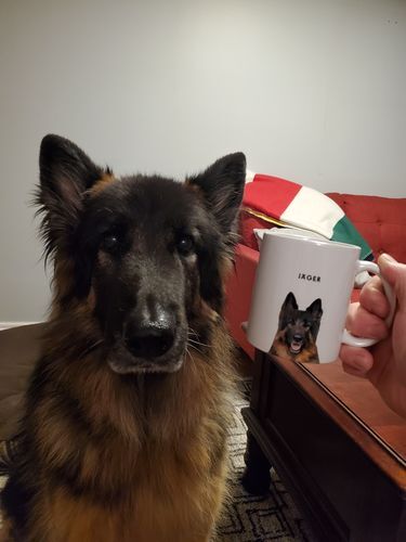 donutail's tweet photo. How about pet portrait on mug ?

#dogofmelbourne #dogsofsydney #dogsofbrisbane #dogslover #puppylife #puppylove #aussiedoggos #mydogiscutest #aussielover #donutail #portrait #dogportrait #birthdaygift https://t.co/Yt60rzSjNY