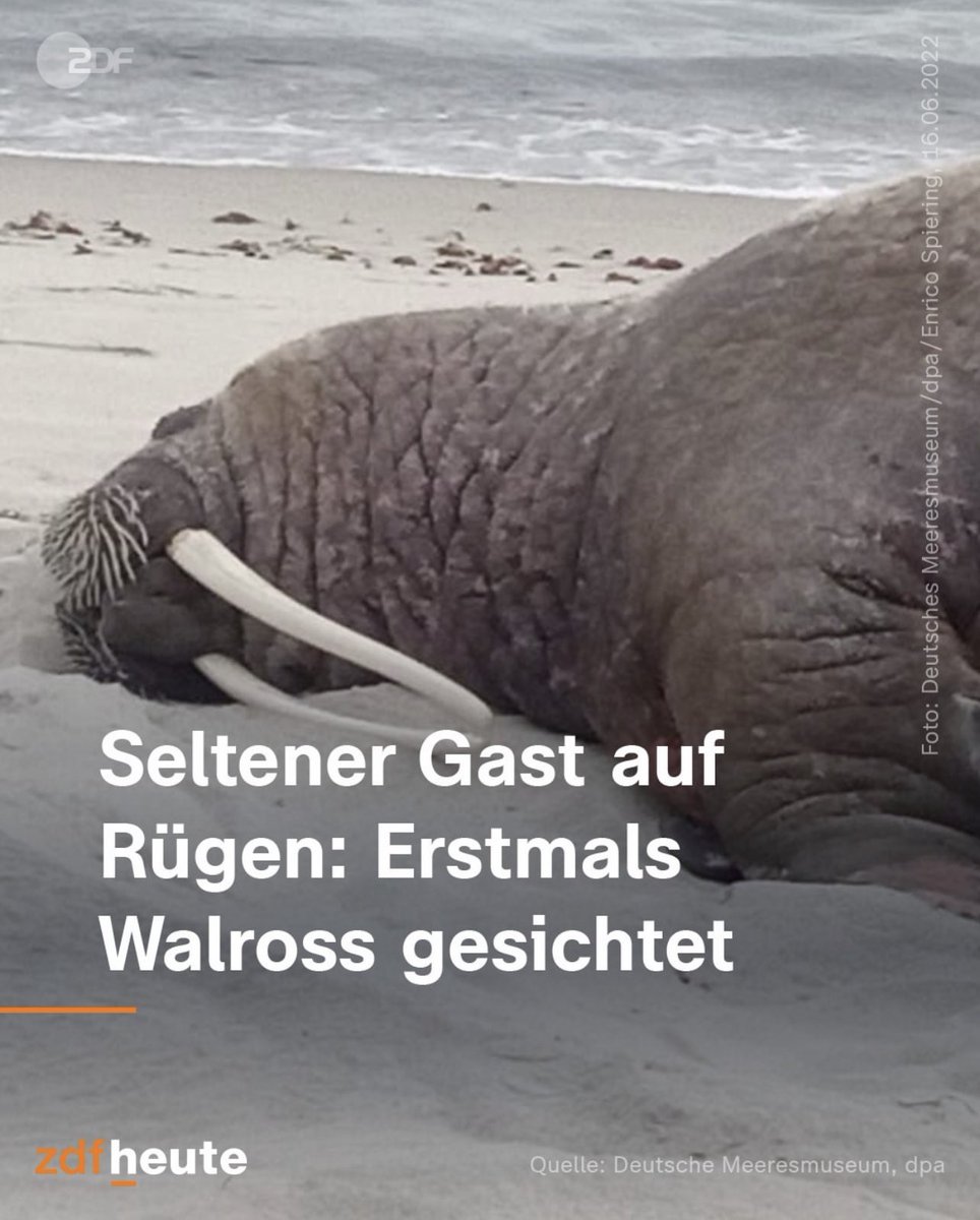 Dieses 9-Euro-Ticket…