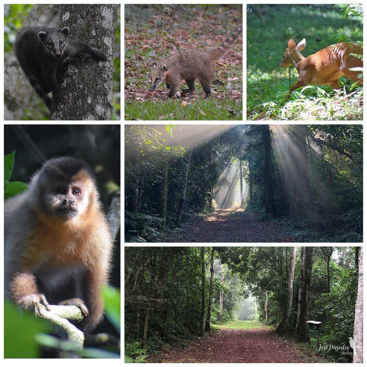 MateRogaBV's tweet photo. En todas las cosas de la Naturaleza hay algo maravilloso 📸🪶💚🦥🐒🦉
Fotos tomadas en la Reserva Natural 💚
#reservanatural #Bellavista #matebar https://t.co/jUQNpsutN2