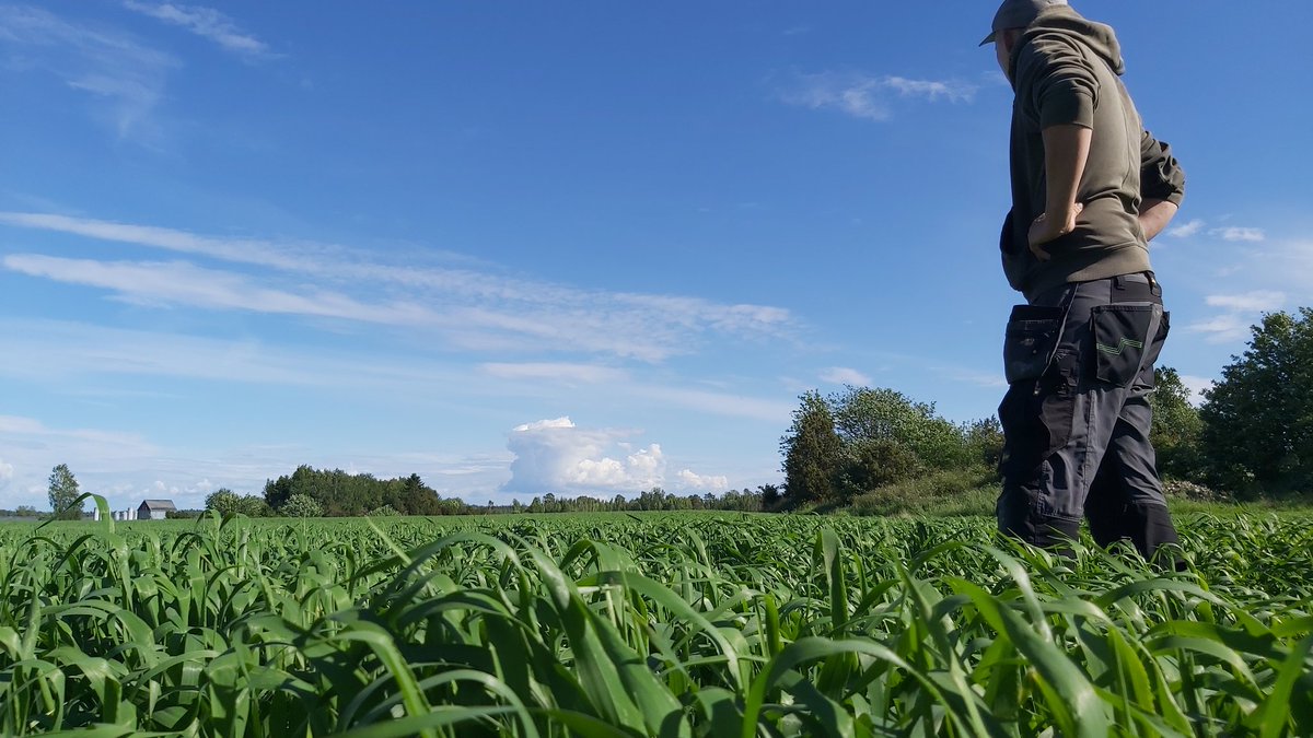 MinnaToimi's tweet photo. Kun tämä on se ilo ja onni 🌱🌱🌱
Maausko. Välillä hukassa,mutta sitten jälleen. Kaikki syö, ihmiset, eläimet. Raskaiden pandemia aikojen jälkeen,entistä vahvempana.
#maausko #kotimaa #kasvukausi2022 #minniksentyö #agriculture #barley #huima #ohra https://t.co/OTUCY40oRZ