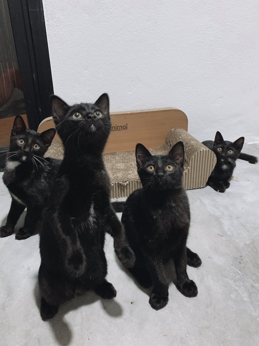 Hello Thailand Twitter! 🐱 We need our forever homes 🏠🤍 

Do you know someone who is looking for a kitten?

2 males &amp; 2 females available
14 weeks old
Vaccinated
Raised indoors  
Litter box trained

Thank you 🤗 Please reach out to me if you’re interested #เเมวหาบ้าน