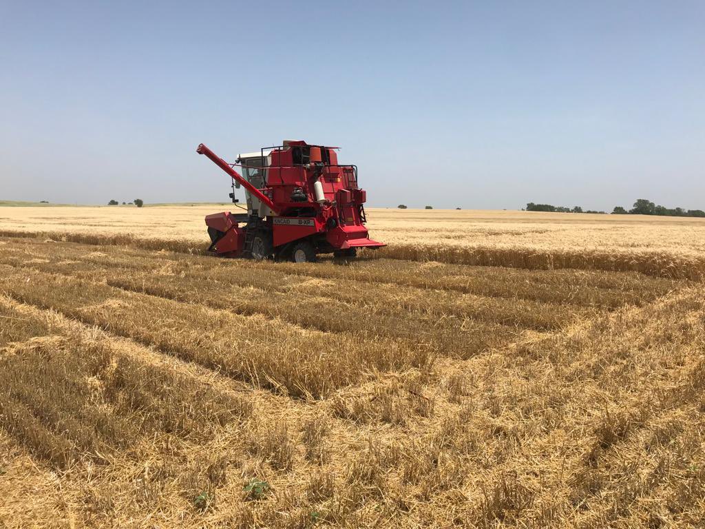 KSUWheat's tweet photo. Thanks to our hardworking crew led by @ngiordano96 and @lpryan24 for a solid week of #wheat harvest! Hutchinson 2022 is on the books, Solomon with @jjknopf and @garrettkksu is partly done! @KStateAgron @KansasWheat @KSUWheatDisease https://t.co/1ab81dVsvp