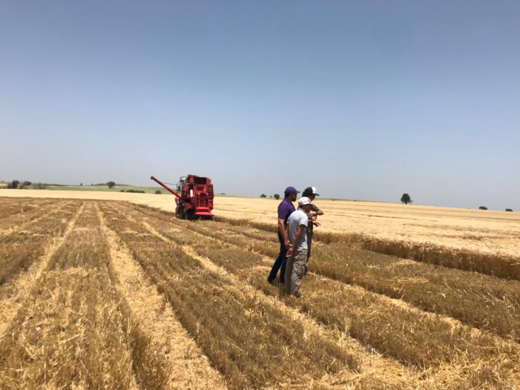 KSUWheat's tweet photo. Thanks to our hardworking crew led by @ngiordano96 and @lpryan24 for a solid week of #wheat harvest! Hutchinson 2022 is on the books, Solomon with @jjknopf and @garrettkksu is partly done! @KStateAgron @KansasWheat @KSUWheatDisease https://t.co/1ab81dVsvp