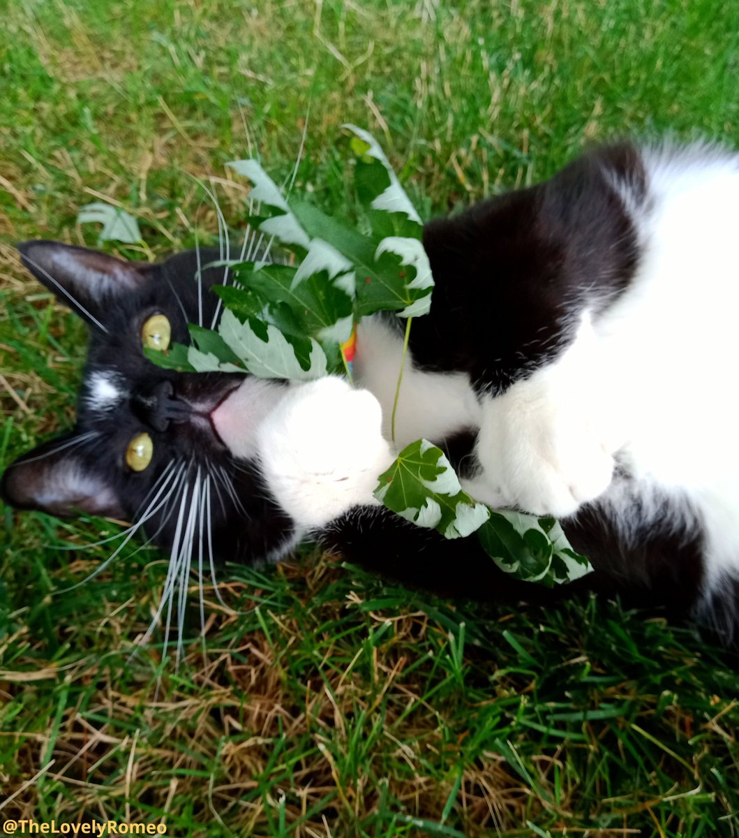 As we get ready to start our day, there's just one thing we want to say! Thank mew all for being here, for all your love and the endless care! We'll be here for mew as well and we hope your #Caturday sure goes swell! Lots of love and big hugs to mew all! ❤️😽❤️