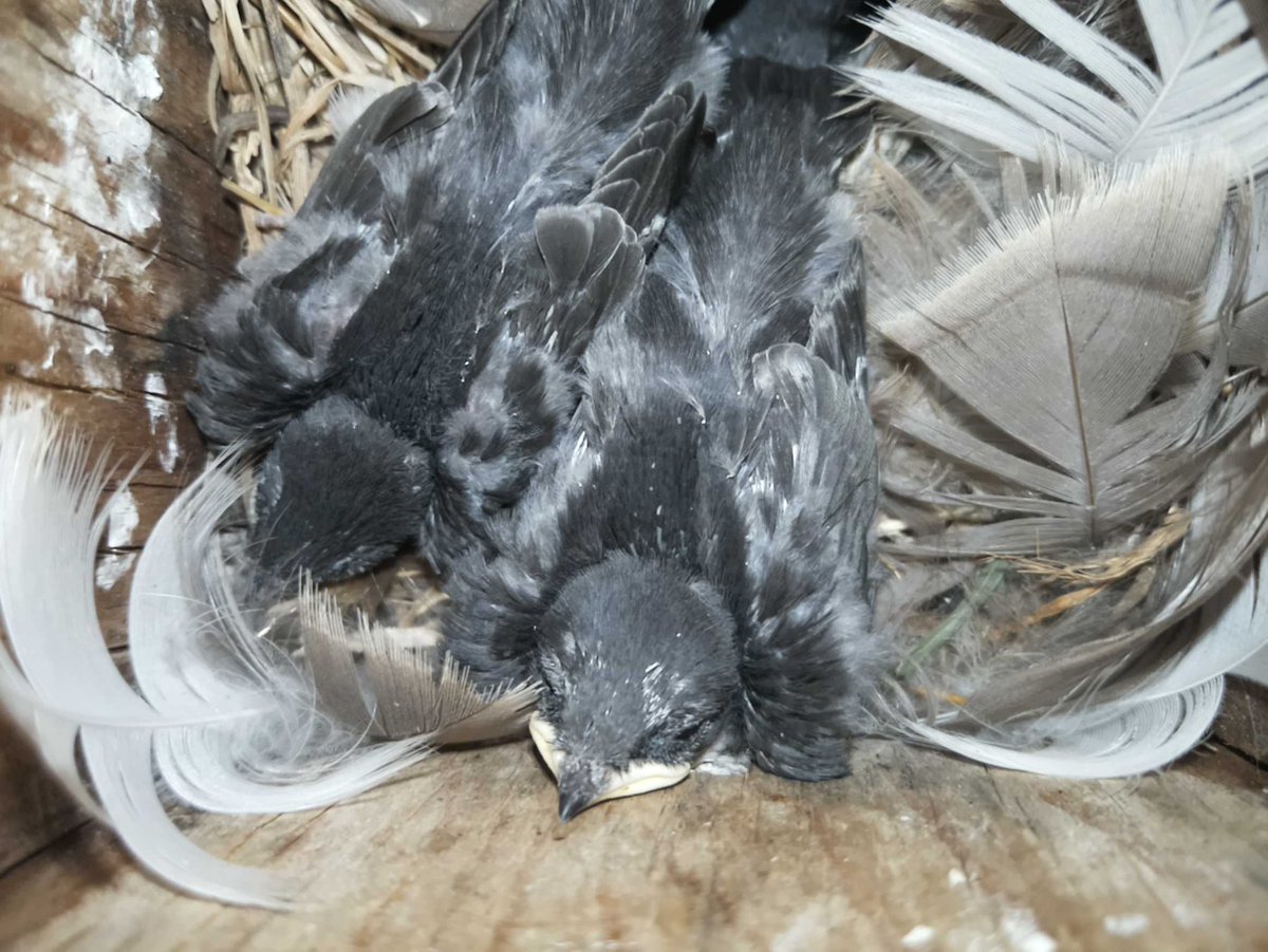 Finished up this prototype nest cavity camera and it’s now on its way to northern Ontario with <a href="/Peckasaur/">Mark Peck</a> for a 10 day breeding bird atlas canoe trip.  Really wish there was some Raspberry Pi Zero 2W available as it would solve a few speed issues.