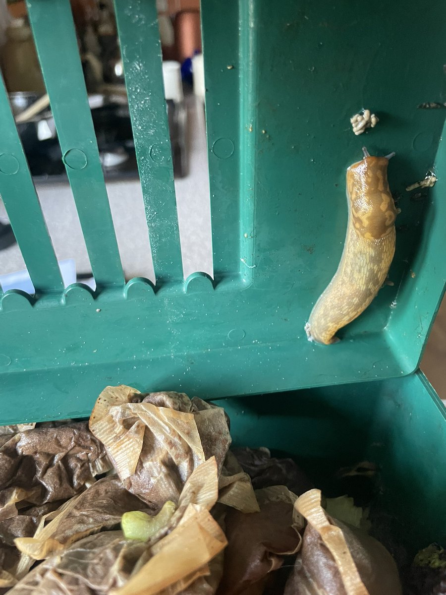 VeryGameGirl's tweet photo. Remember when I stood on a slug in kitchen in my bare feet when I was feeling REALLY ILL 🤢? Just found this in my composting box under the sink! 😳 #slugtrap https://t.co/Ux2r3HthNK