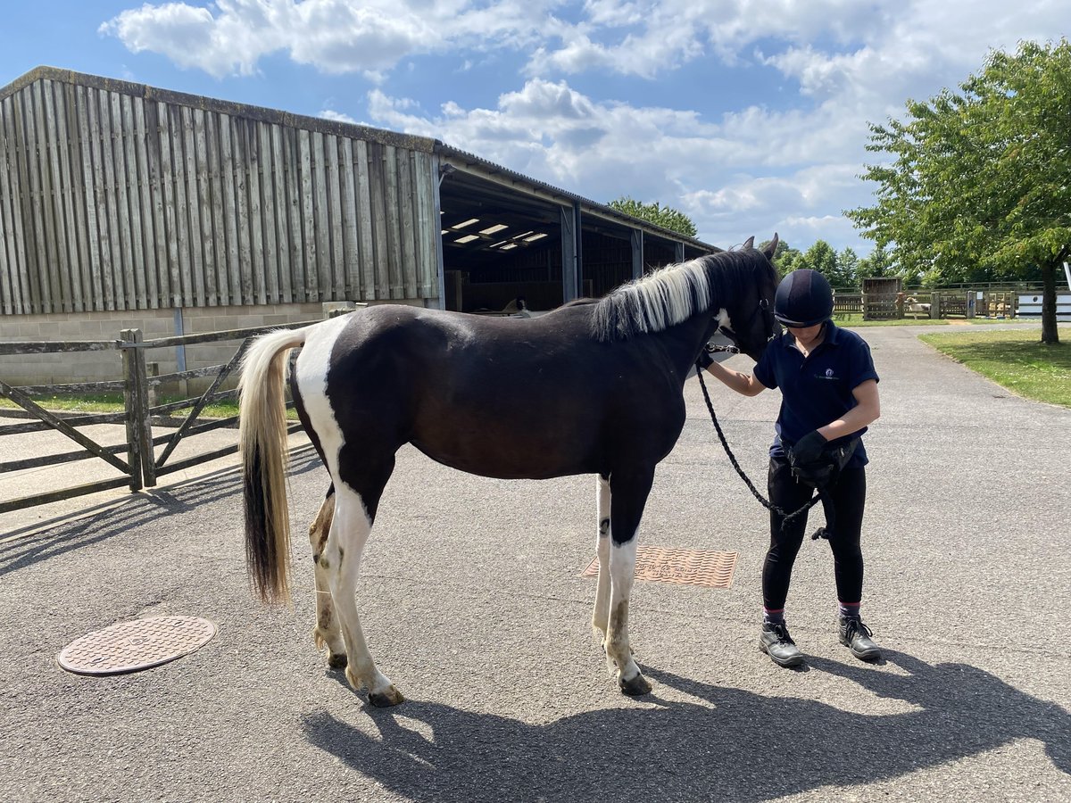 WestwoodForster's tweet image. Following on from our visit to @horsecharity at Hall Farm last week, we thought we&apos;d share some footage we took there 🐎

These were our favourite equines - Oreo and Hippo - we&apos;ll let you guess which one is which 😅

Keep your eyes peeled for more exciting things coming soon...⏰