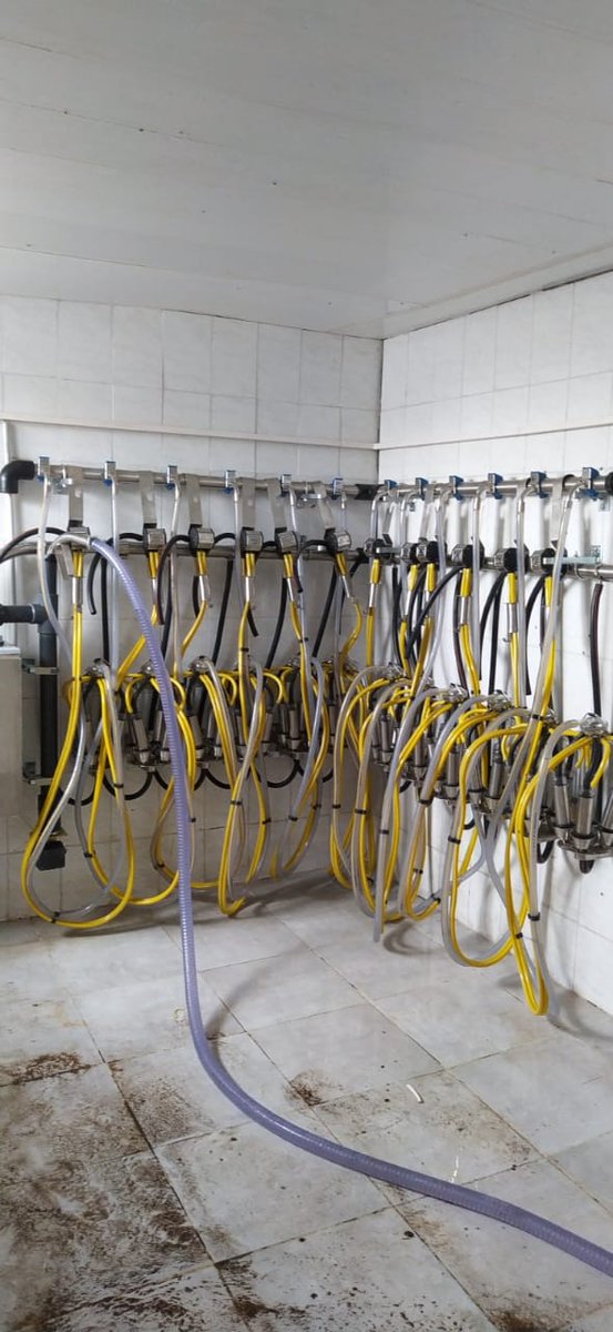 agromasters's tweet photo. A new milking parlour with Pipeline Milking System RTS was installed.
A  Pipeline milking system RTS with 12 milking clusters
#agromasters #cows #farminglife #dairyfarming #cowfarmers #farmersWeekly #FarmersWorld #milkingcows #milkingequipment #milk https://t.co/bvCySXdC2b