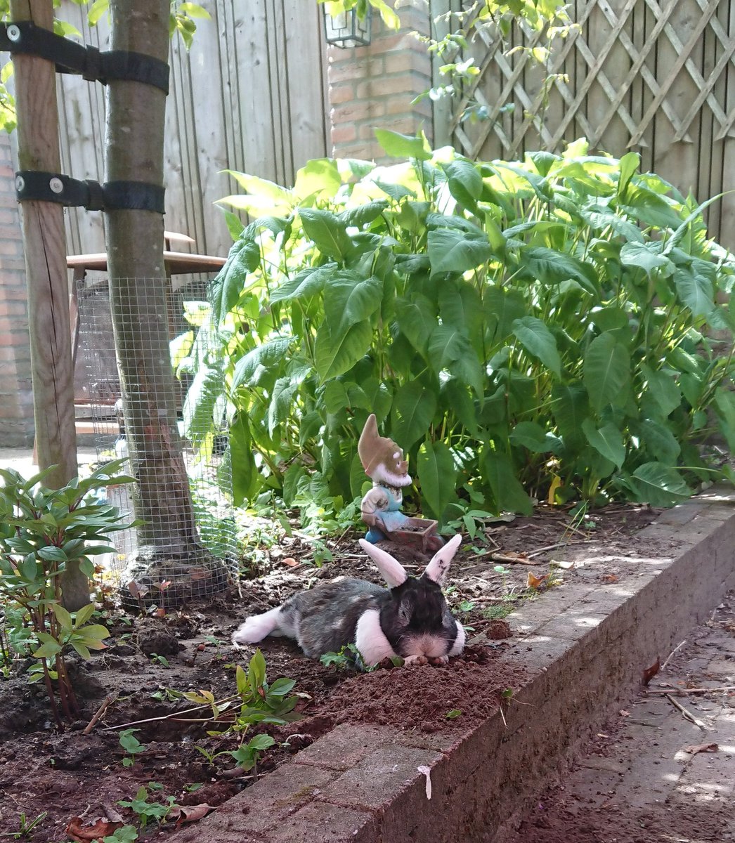 Dit is het beste wat je vandaag kunt doen: chillen onder de appelboom.

#doealshetkonijn #warm