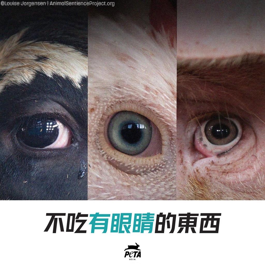 PETAAsiaZH's tweet photo. 形有不同,实无差异。
#AnimalRights #Vegan #GoVegan #Veganism #EndSpeciesism #PETA #ReasonsToGoVegan #GoVeg #FriendsNotFood #PlantBased #PlantBasedDiet #Hens #Chickens #Milk #Cheese #Eggs #Pigs #Pork #Turkeys #Fish #HumaneWashing #HowToGoVegan #VeganCooking #VeganFood https://t.co/hLqZdz1SfF
