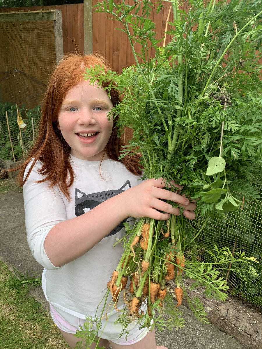 mrs_royle1's tweet photo. @FPS_4_VVikings @FairfieldPrimSc 
Small but mighty 
Having a little harvesting day with Sophie. Some carrots and peas to go in our earth curry dinner https://t.co/zKGPmz1R7h