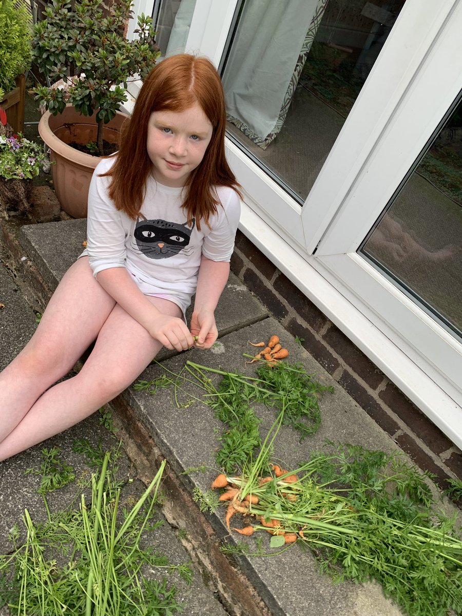 mrs_royle1's tweet photo. @FPS_4_VVikings @FairfieldPrimSc 
Small but mighty 
Having a little harvesting day with Sophie. Some carrots and peas to go in our earth curry dinner https://t.co/zKGPmz1R7h