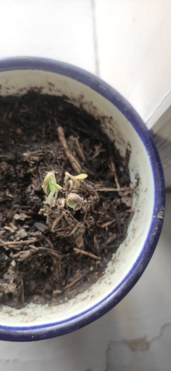 Zury Sanders tweet media