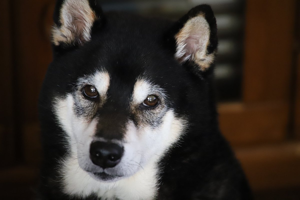 binbinsss's tweet photo. カメラ向けた時の定番。
「なに見てんだよ」
#天丸 #てんまる #黒柴 #柴犬
#eos6dmark2 #eos6d2 #eos6dmarkⅱ
#tamron #tamrona010 https://t.co/MskaoUz2rr