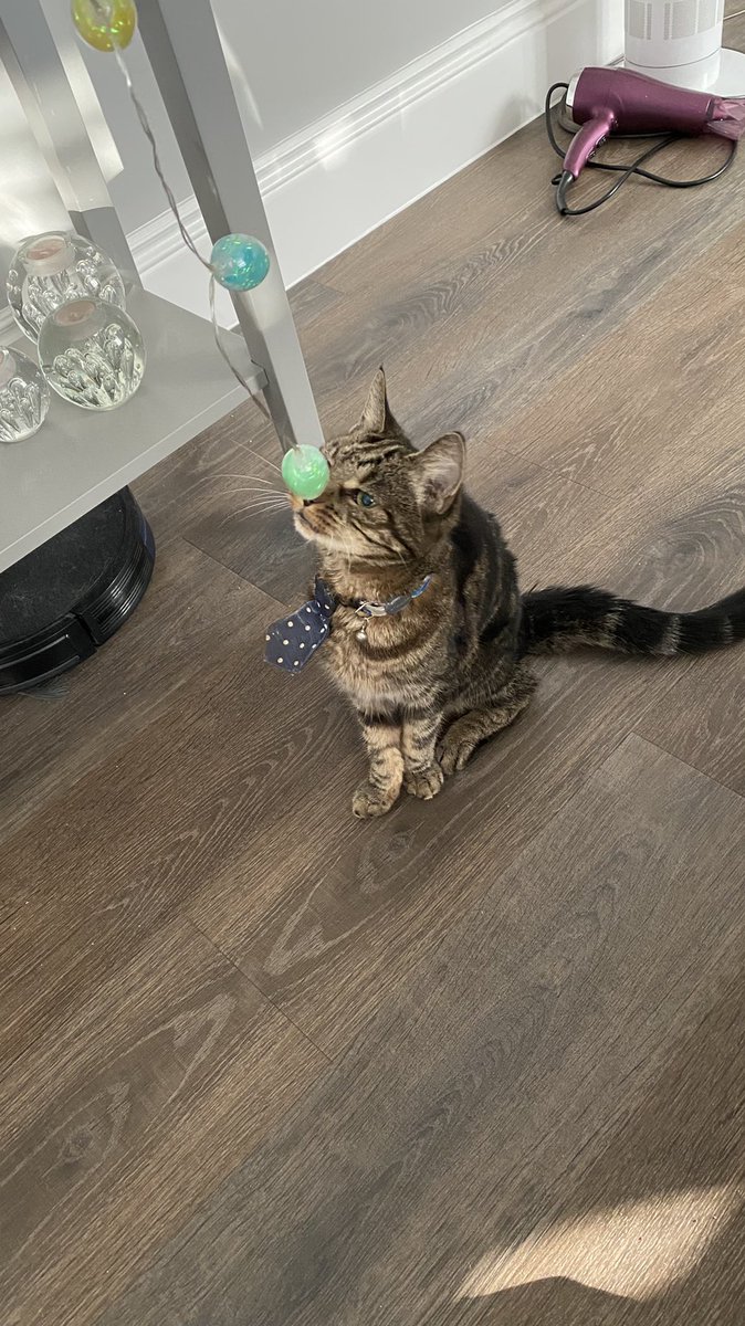 I am not a cat clown, this is obviously my real nose. Stop staring at it, rude! 😺🧐 #Caturday #CatsOfTwitter #CatsOnTwitter