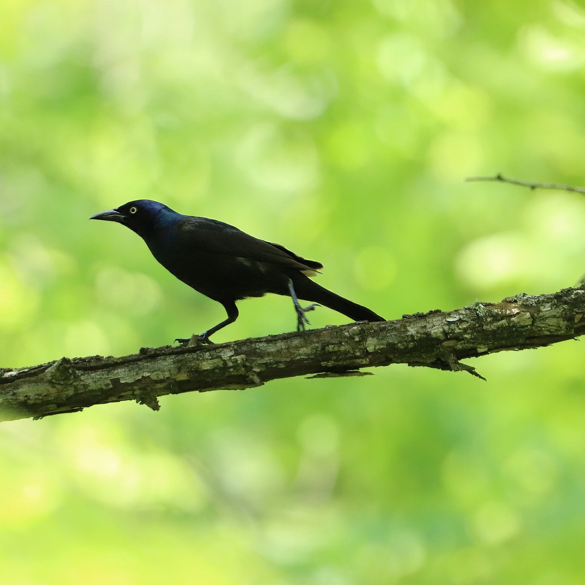 birdhouse_love's tweet photo. Not sure where this common grackle is headed but he's in a big hurry!
#commongrackle #grackle #grackles #largeicterid #icterid #icteridae #commongrackles #birding #ohiobirding #ohiobirder #birdwatchers #birdlove #birds #birdwatchersdaily #bird #birdwatching #birdsonearth https://t.co/PKgEjtwVBU