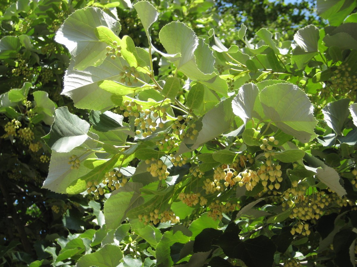 TreesNewYork's tweet photo. Just in time for #nationalpollinatorweek, some very much needed relief from the heat is on the way, making this weekend the perfect time to get out and enjoy the fragrance of a #Lindentree! Find them near you at the @NYCParks map: https://t.co/Ne1rrFX0Es #nycurbanforest #nyctrees https://t.co/LSnlzRekLS