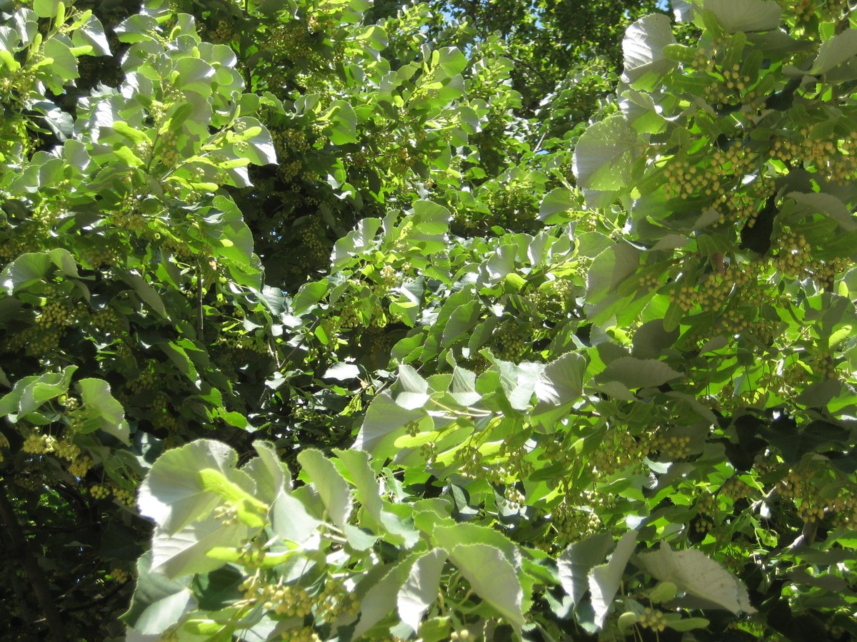 TreesNewYork's tweet photo. Just in time for #nationalpollinatorweek, some very much needed relief from the heat is on the way, making this weekend the perfect time to get out and enjoy the fragrance of a #Lindentree! Find them near you at the @NYCParks map: https://t.co/Ne1rrFX0Es #nycurbanforest #nyctrees https://t.co/LSnlzRekLS