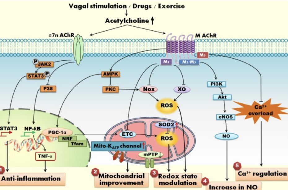 andrew_flatt's tweet photo. The link between vagal function &amp; chronic diseases is under appreciated. 

Effects of parasympathetic activation:
-↓HR, ↑HRV
-↓sympathetic effects
-↓inflammation
-↑NO
-↑redox regulation
-↑mitochondrial biogenesis/function
-↑calcium regulation 

https://t.co/UBD8uW2xYC https://t.co/7hjbVBtl6C