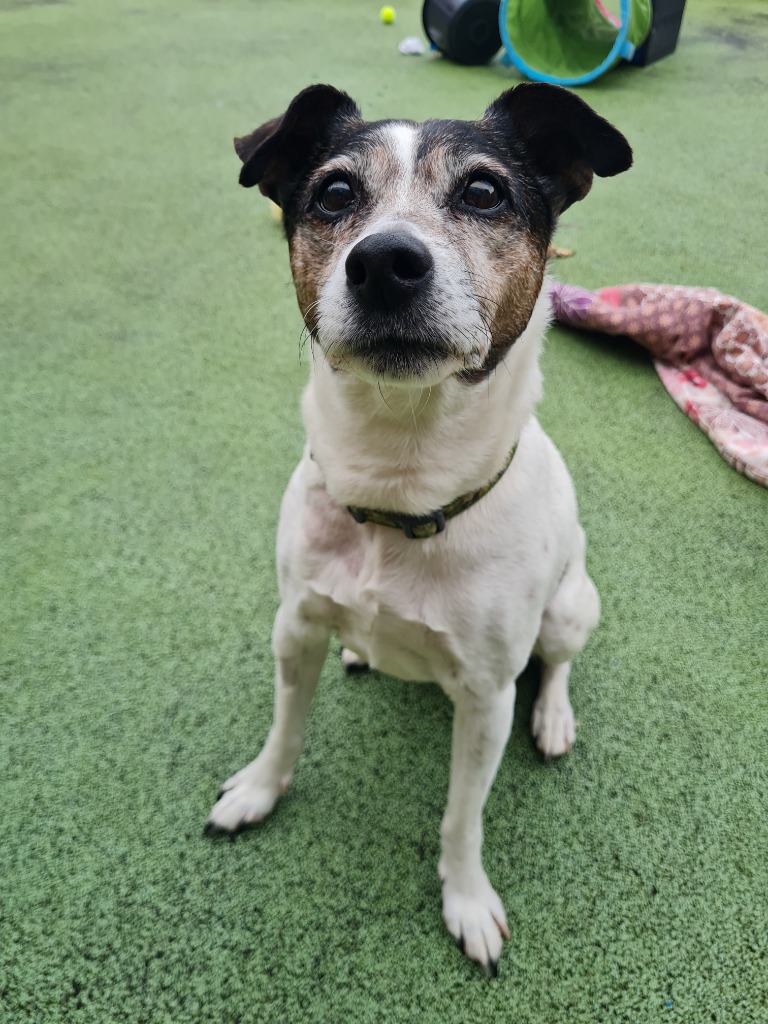 URGENT please retweet to help Bailey find a home #BRISTOL #ENGLAND 

AGED 14!
Bailey enjoys his walks and playing with tennis balls.
He can live with children aged 13+ as the only pet in the home. Please share, let's find him a home asap! 
DETAILS👇
bristolarc.org.uk/rehoming/dogs/…
#dogs