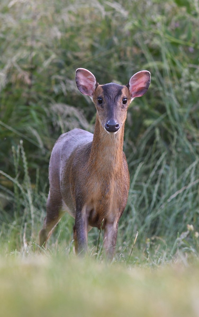 I’m four days out of eye surgery and not supposed to be out at all, but this place is suddenly crawling with deer and foxes and I can’t stay in any longer 😂