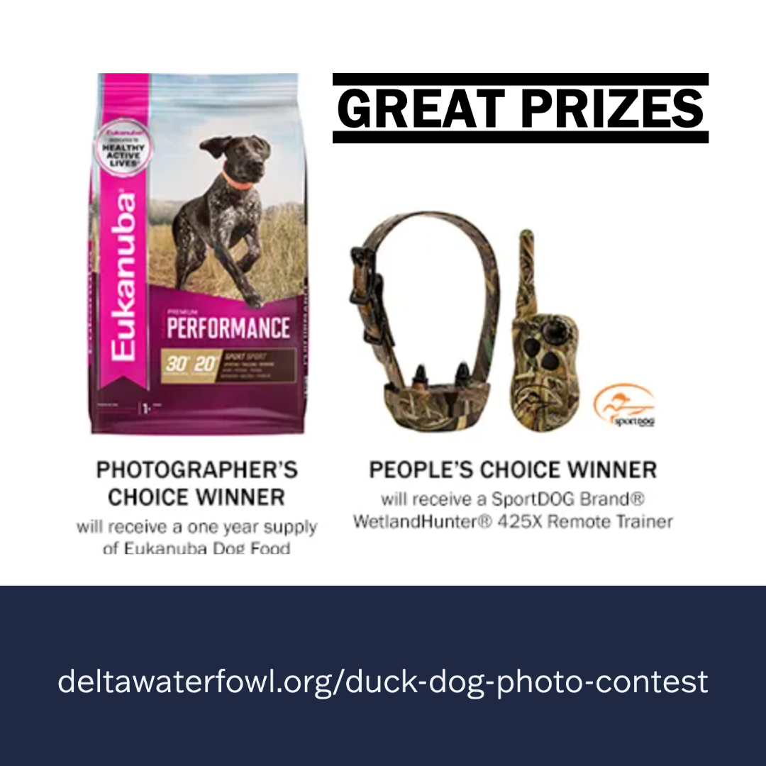 DeltaWaterfowl's tweet photo. Enter the Duck Dog Photo Contest for a chance to win great prizes! https://t.co/GbpXlNMVKj
#deltawaterfowl #dog #photocontest #eukanuba #sportdogbrand #prizes #theduckhuntersorg https://t.co/lVtyzgtX52