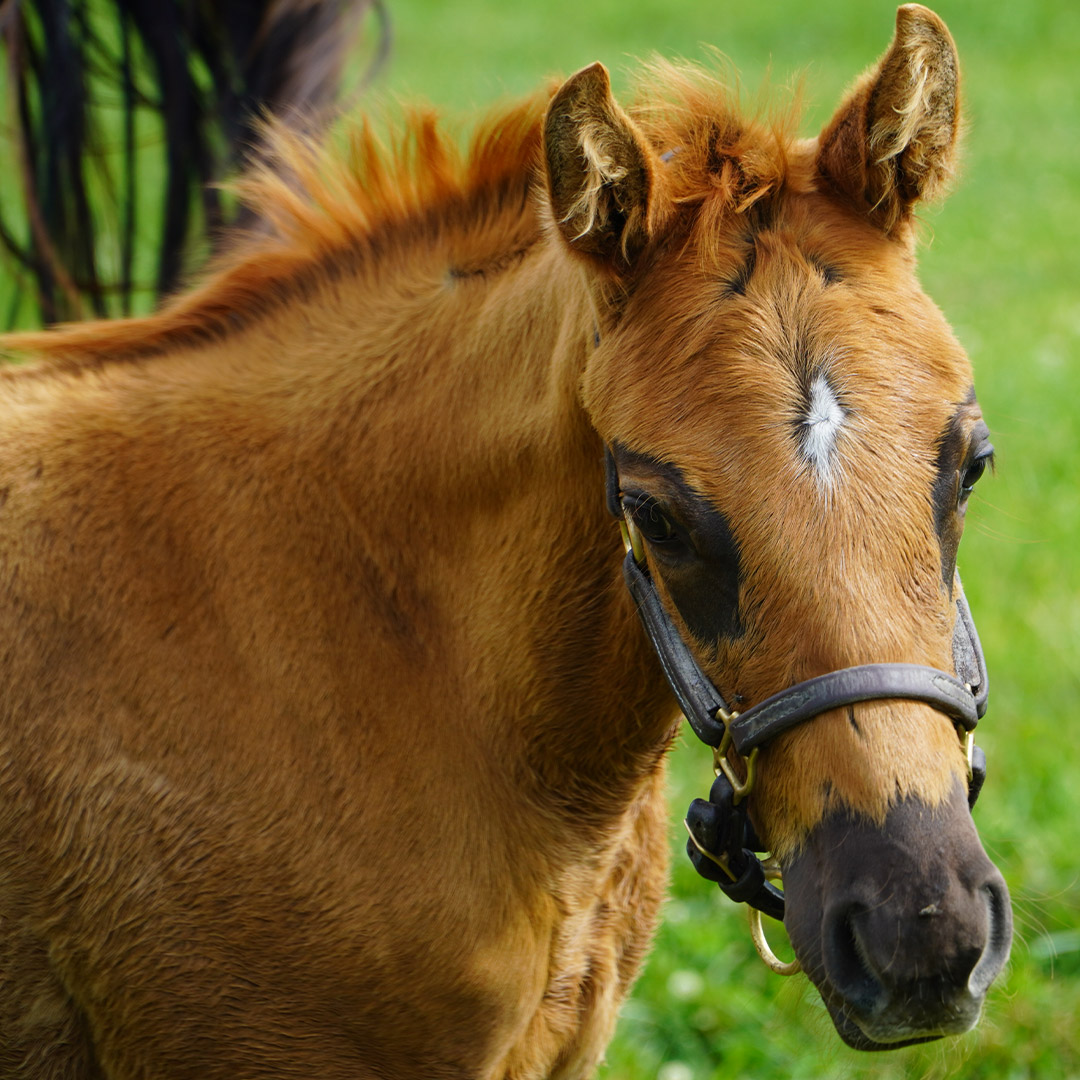 Siena Farm tweet media