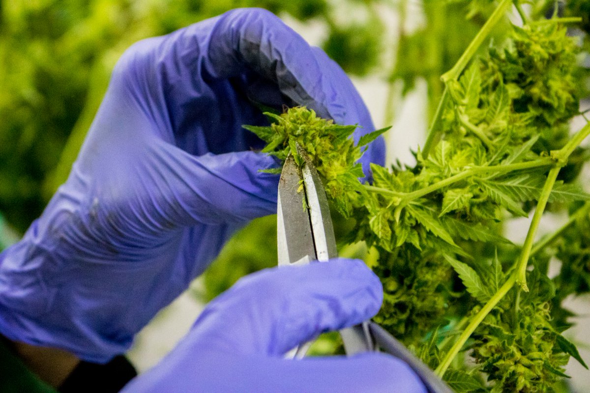 abraceesperanca's tweet photo. Mais um passo em direção ao que importa! Parabéns à equipe da @RedeReforma 💚
Em decisão inédita STJ, garante plantio de Cannabis para fins medicinais.
https://t.co/BZBaJEgiWt
#abracenaopodeparar #8anosabrace #PL399SIM #ÓleoEsperançaAbrace #NãoEsperePrecisarParaApoiar https://t.co/ZD17NBQxT1