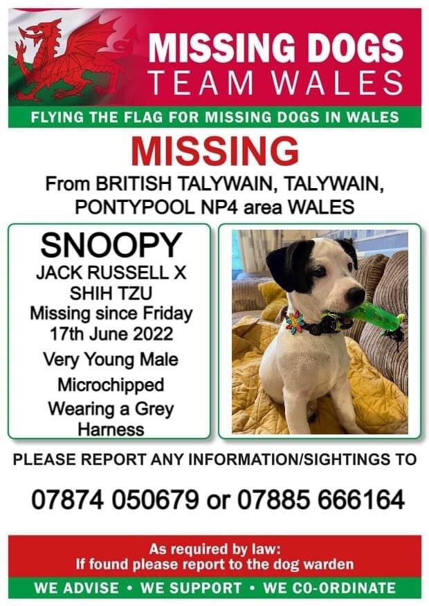 KarenFi51820768's tweet photo. ❗️#SNOOPY❗️MISSING FROM BRITISH TALYWAIN, TALYWAIN, #PONTYPOOL NP4 area WALES.
❗️MISSING SINCE FRIDAY 17th JUNE 2022.
 ❗️PLEASE LOOK OUT FOR SNOOPY AND CALL NUMBER WITH ANY INFORMATION/SIGHTINGS❗️#RT #FindSnoopy 

https://t.co/CB9VYAhyyu https://t.co/IFmbYXeX8l