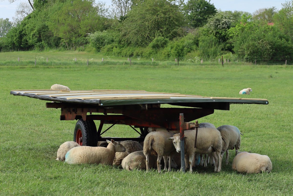 Beste schapenhouder, in plaats van een kar in het weiland zetten, kun je ook een boom planten om de schapen een schaduwplek te gunnen. #bomenvoorschapen #hitte