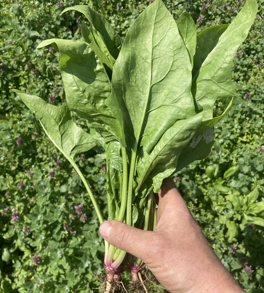 Enfield Veg Co. tweet media