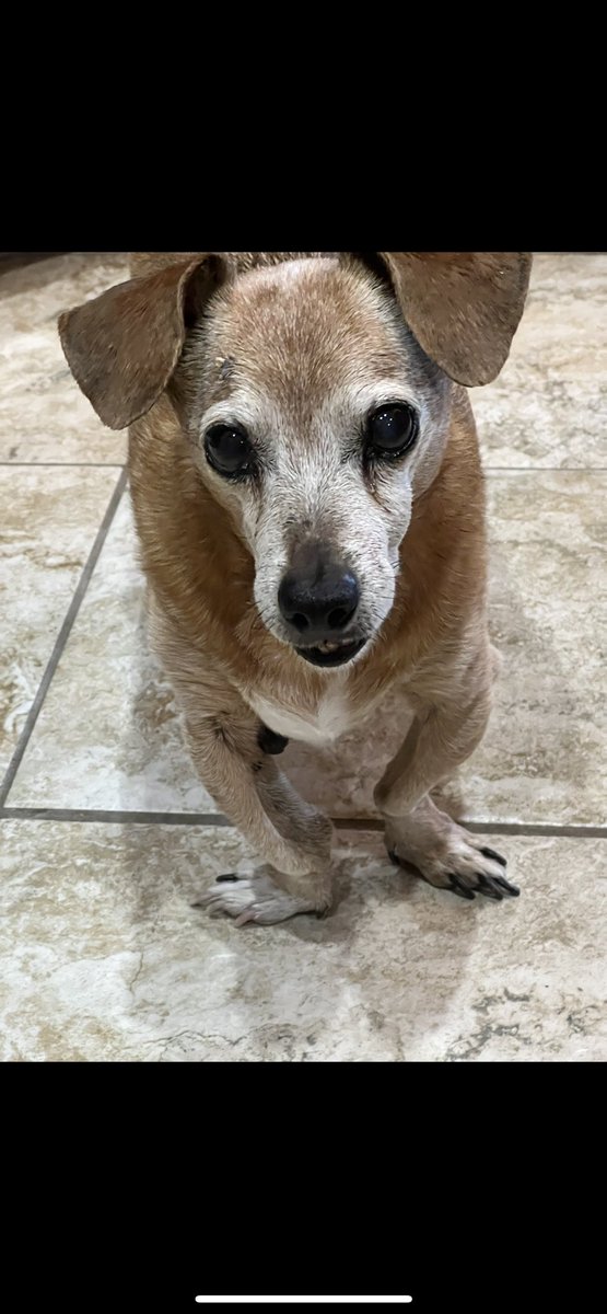 RIP Big Papi. You were the BEST…15 years was not enough! 💔😭💔