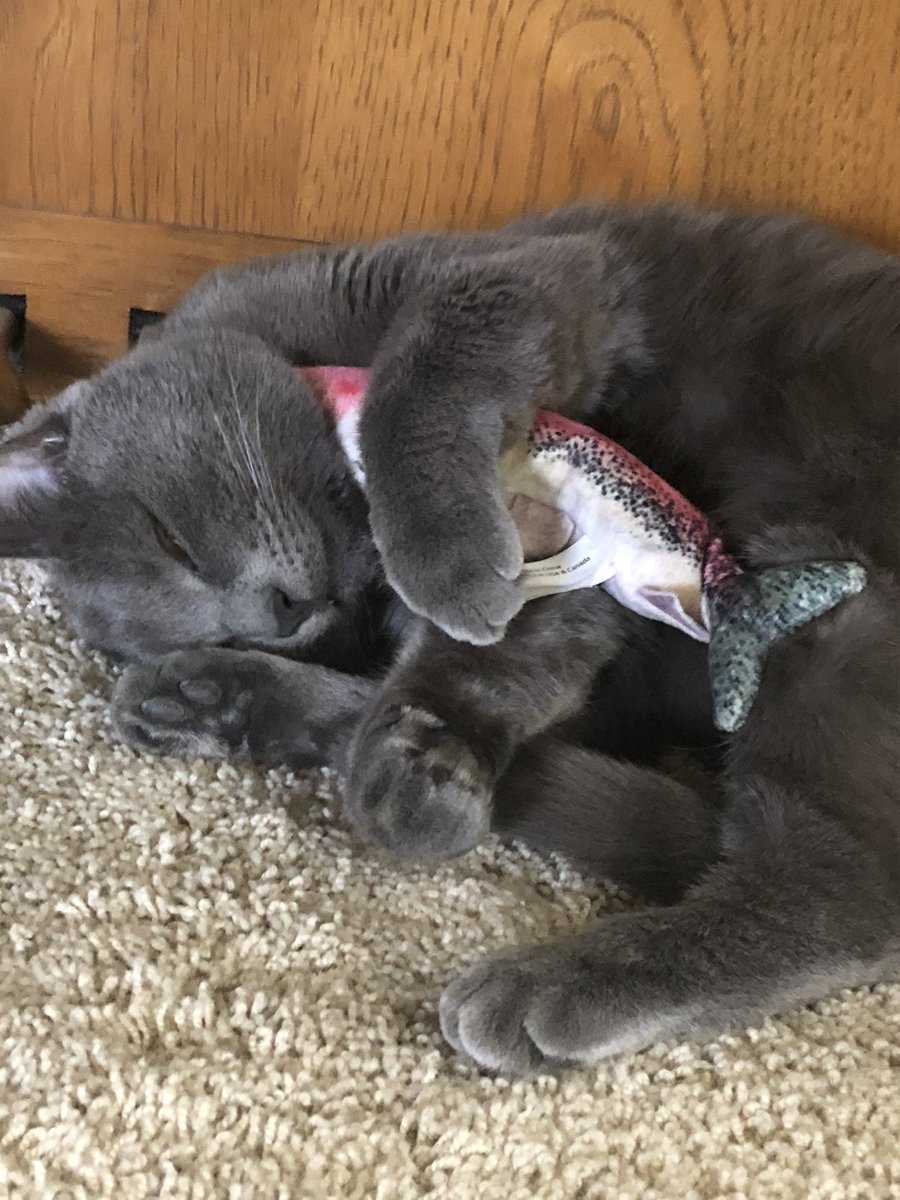 EmilyGWherle's tweet photo. #Caturday https://t.co/9eDrCIoyJQ