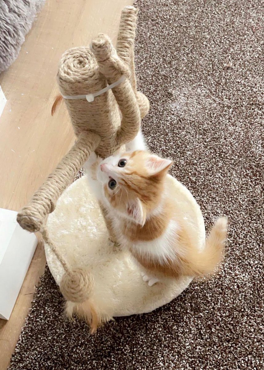 SolihullUpdates's tweet photo. #MISSING: Have you seen Lucky?

6-month-old male ginger &amp; white #kitten missing since Wednesday 15 June from the Chaffcombe Road area near #Sheldon Country Park #B26 Microchipped. No collar. If there are ANY sightings of him, let #SU know. Please RT. https://t.co/DwomwfVgRF