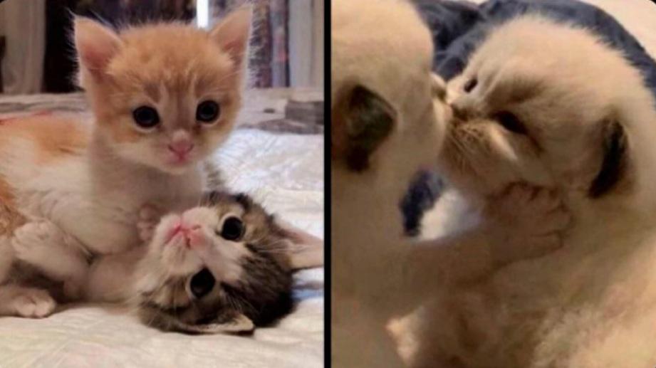 *Netflix: "tem alguém assistindo?"
 nós: